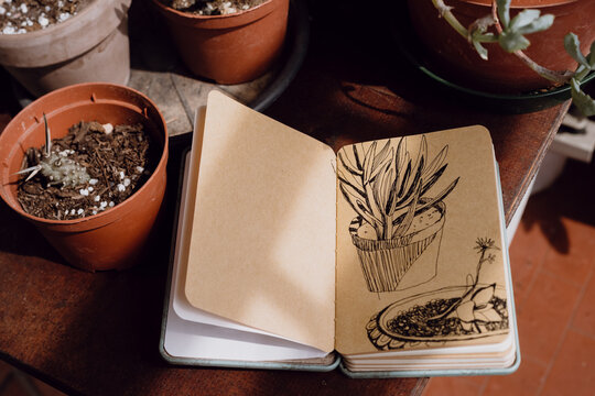 Plants drawing sketchbook