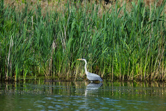 Wild bird heron summer nature river water