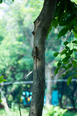 Lizard on a tree