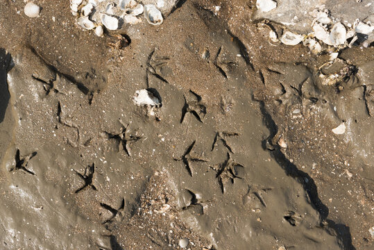 Footprints of seagull 