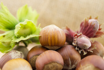 Ripe brown hazelnuts and young hazelnuts with leafs
