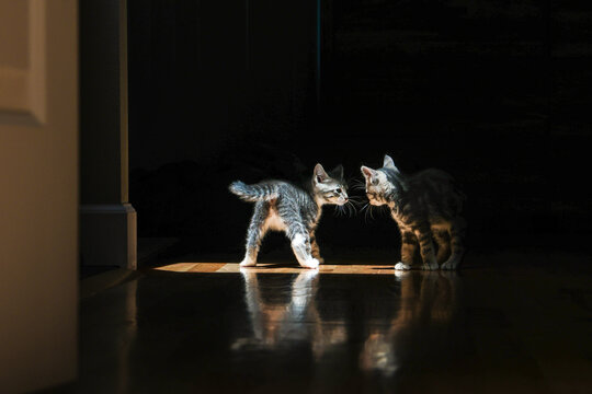 Kittens Learning to Fight
