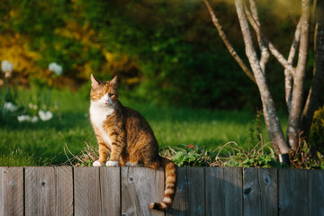 A calico tabby cat sitting on a wooden wall in a garden