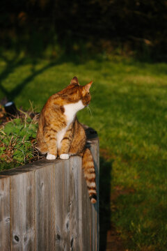 A calico tabby cat sitting on a wooden wall in a garden