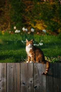 A calico tabby cat sitting on a wooden wall in a garden