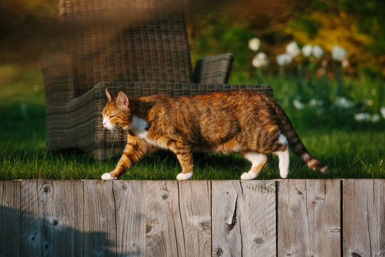A calico tabby cat prowling along a garden wall