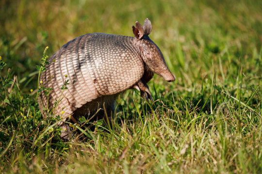 Armadillo