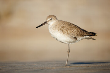 Willet