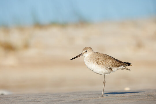 Willet Resting