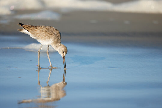 Willet Foraging