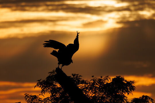 Vulture