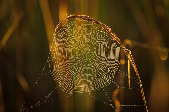 Dew Covered Web