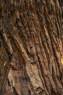 A closeup of textured Redwood Bark