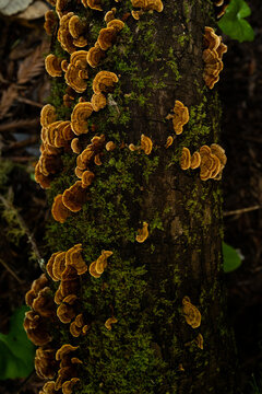 Luminous Mushrooms growing on a limb of a a tree