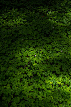 Sunlight dappled on green clover ground cover in the woods