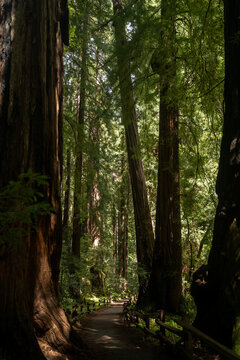 Fototapeta A winding path through a large redwood forest