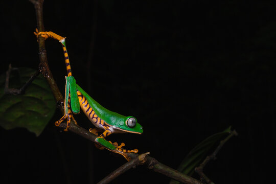 Tiger leg monkey frog on a branch