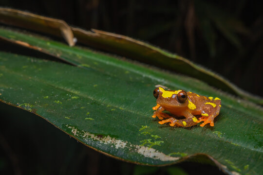 Clown tree frog on a leaf