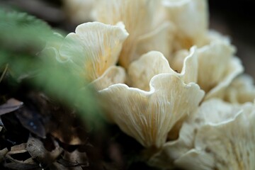 Mushrooms growing on a tree in the bush in Australia. Fungi in the Forrest in the blue mountains nsw