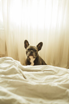 Adorable French Bulldog Sitting Next to Bed 