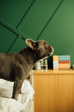 Cute French Bulldog Standing on Bed
