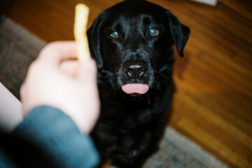 Lo-Fi ugc of dog begging for food