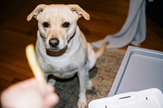 Lo-Fi ugc of dog begging for food