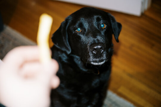 Lo-Fi ugc of dog begging for food