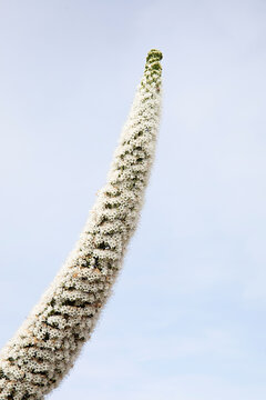 Close up of Echium Simplex flowering in Robe South Australia
