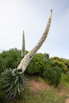 Close up of Echium Simplex flowering in Robe South Australia