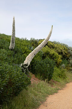 Close up of Echium Simplex flowering in Robe South Australia