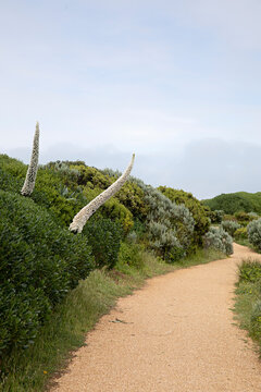 Nature walk in Robe South Australia