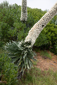Close up of Echium Simplex flowering in Robe South Australia