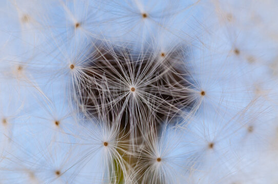 Dandelion Flower