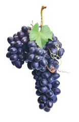 Grape fruit isolated 