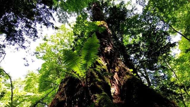 原生林の大木の根元から徐々に空を見上げる