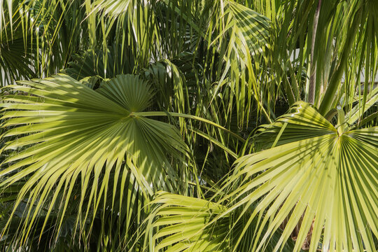 palm tree leaves closeup