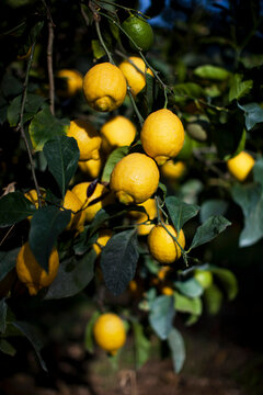 organic lemon tree