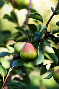 Pear Tree