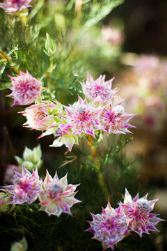 Serruria Flowers