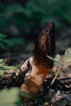 morel conical, early spring edible mushroom