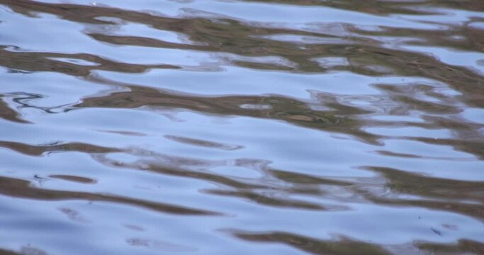 A slow motion of water surface on the pond