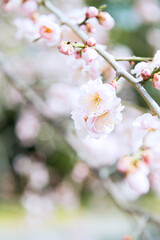 梅の花