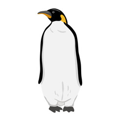 King Penguin. Flat vector illustration. Polar animal