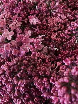 Beautiful lilac flowers