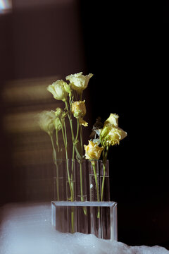 fresh flowers in test tubes