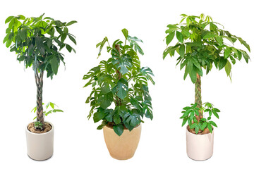 観葉植物の切抜き（背景透過）