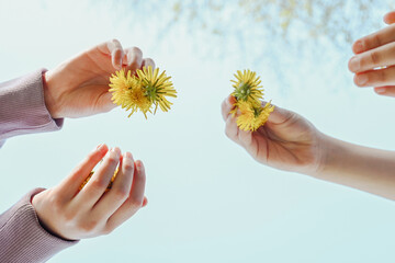 Dropping Dandelions