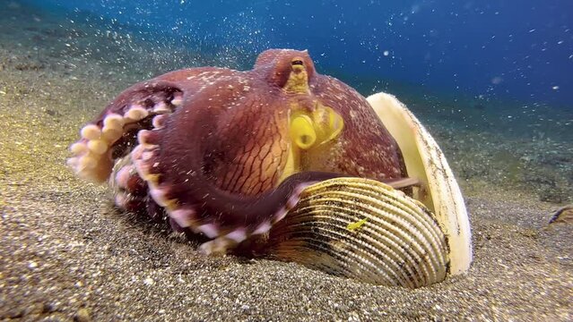Coconut octopus almost completely hidden between three clam shells. Comes out completely to get rid of sand accumulated inside its housing. Hides again between the shells. Medium shot during day