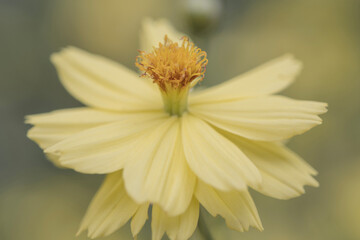 Obraz premium Beautiful yellow blooming tropical flower pale vintage retro style macro